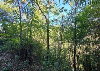 Terreno - Terreno agricolo via Carmignanese, Carmignano - foto 15