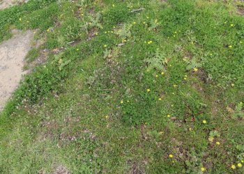 terreno - Terreno agricolo Provinciale Onanese, Acquapendente - foto 40