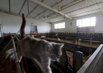 Foto 58 - Terreno agricolo Provinciale Onanese, Acquapendente - foto 58