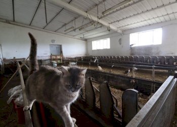 Foto 59 - Terreno agricolo Provinciale Onanese, Acquapendente - foto 59