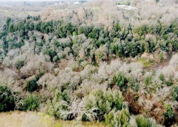 giardino - Villa di Campagnano, Sacrofano - foto 59