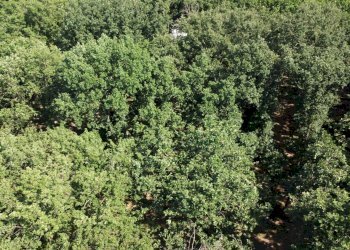 giardino - Casa semi indipendente della Selvotta, Formello - foto 67