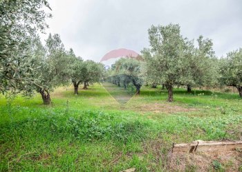 Giardino - Villa Contrada Rasalgone
 
snc, Piazza Armerina - foto 43