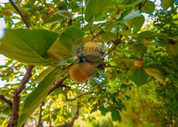 Dettagli - Villa Contrada Fontana Pietra SP 37/II
 
snc, Caltagirone - foto 41