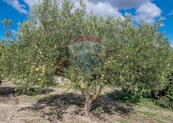 Giardino - Villa Contrada Fontana Pietra SP 37/II
 
snc, Caltagirone - foto 52