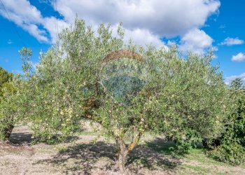 Giardino - Villa Contrada Fontana Pietra SP 37/II
 
snc, Caltagirone - foto 53
