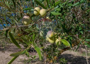 Giardino - Villa Contrada Fontana Pietra SP 37/II
 
snc, Caltagirone - foto 54