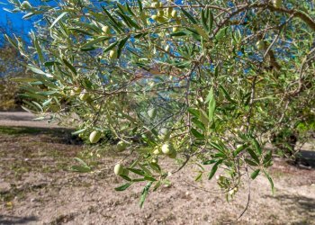Giardino - Villa Contrada Fontana Pietra SP 37/II
 
snc, Caltagirone - foto 55