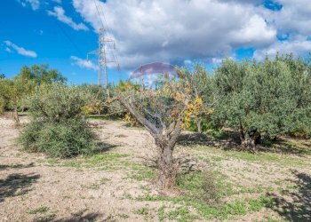 Giardino - Villa Contrada Fontana Pietra SP 37/II
 
snc, Caltagirone - foto 56