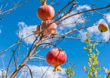 Dettagli - Villa Contrada Fontana Pietra SP 37/II
 
snc, Caltagirone - foto 58