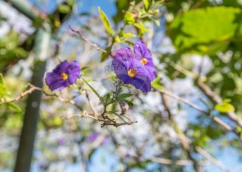 Dettagli - Villa Contrada Fontana Pietra SP 37/II
 
snc, Caltagirone - foto 61