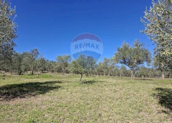 Giardino - Terreno agricolo Loppiano località Il Casalino
 
snc, Figline e Incisa Valdarno - foto 2