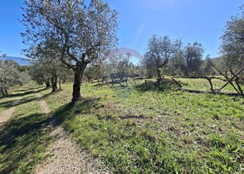 Giardino - Terreno agricolo Loppiano località Il Casalino
 
snc, Figline e Incisa Valdarno - foto 17