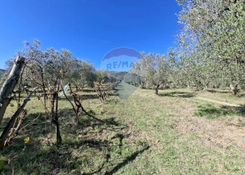 Giardino - Terreno agricolo Località il Casalino loppiano
 
snc, Figline e Incisa Valdarno - foto 8