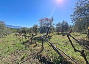 Vista delle montagne - Terreno agricolo Località il Casalino loppiano
 
snc, Figline e Incisa Valdarno - foto 17