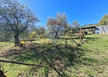 Giardino - Terreno agricolo Località il Casalino loppiano
 
snc, Figline e Incisa Valdarno - foto 18