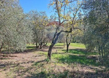 Giardino - Terreno agricolo Località il Casalino loppiano
 
snc, Figline e Incisa Valdarno - foto 20