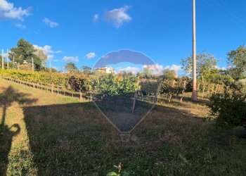 Giardino - Casa indipendente c.da Fontana dell'olmo
 
sn, Fontanarosa - foto 11