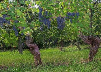 Terreno - Attività Commerciale piazza Roma, Cortandone - foto 17
