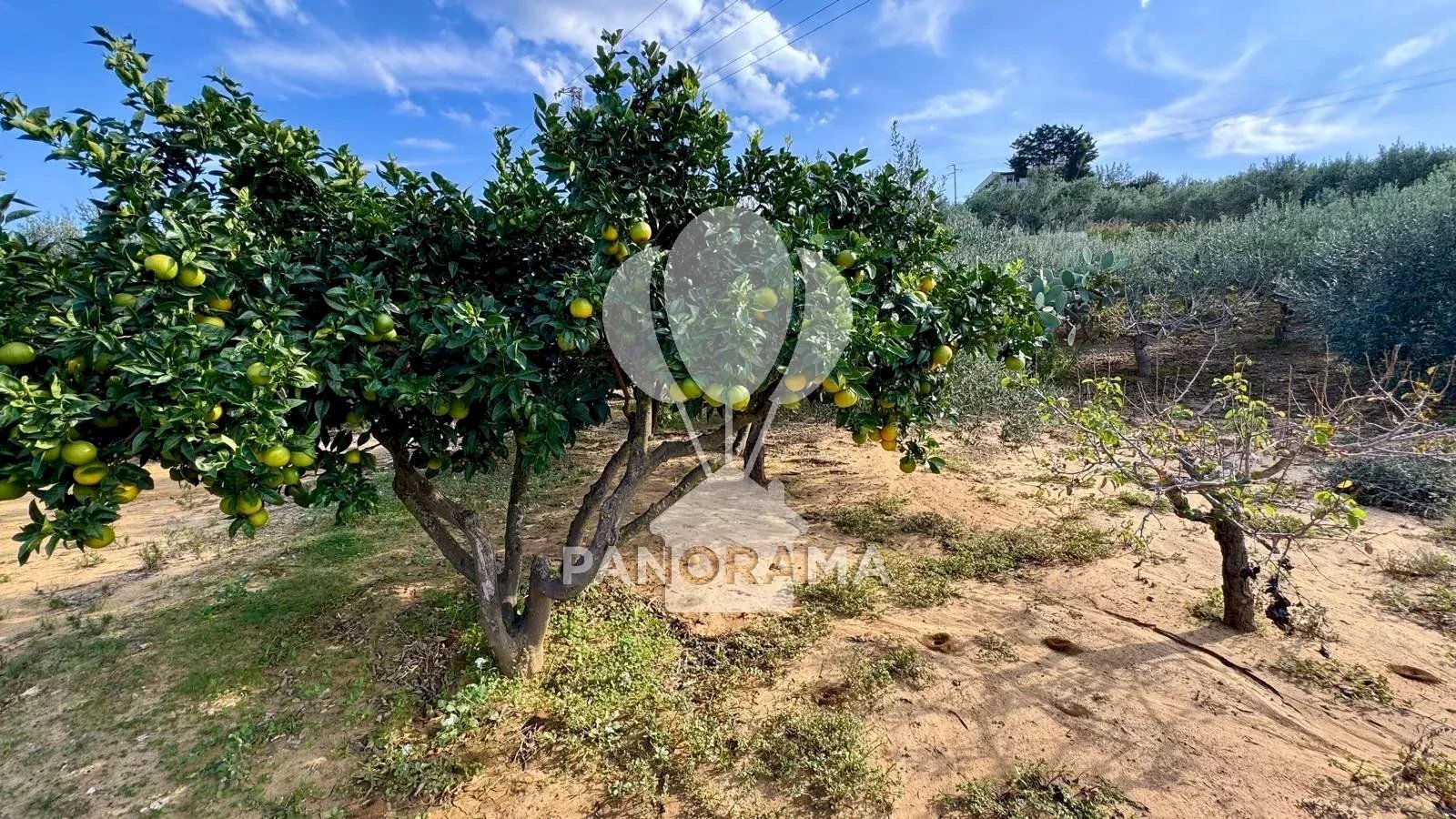 Terreno agricolo Contrada Timpi Rossi, Alcamo - foto 2