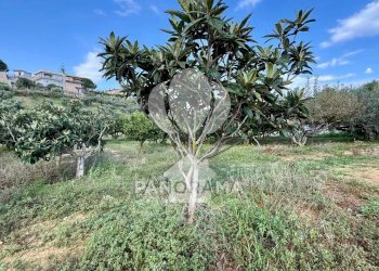 Terreno agricolo Contrada Timpi Rossi, Alcamo - foto 3