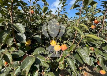 Terreno agricolo Contrada Timpi Rossi, Alcamo - foto 4