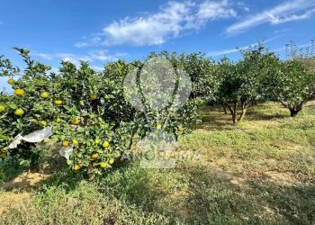 Terreno agricolo Contrada Timpi Rossi, Alcamo - foto 8
