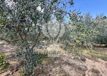 Terreno agricolo Contrada Timpi Rossi, Alcamo - foto 17