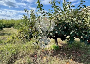 Terreno agricolo Contrada Timpi Rossi, Alcamo - foto 23