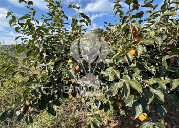 Terreno agricolo Contrada Timpi Rossi, Alcamo - foto 25