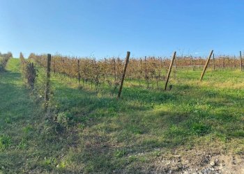 Terreno - Terreno agricolo via dei Partigiani, 5/a, Valeggio sul Mincio - foto 7