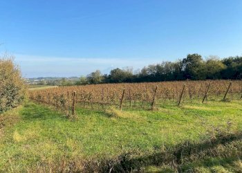 Terreno - Terreno agricolo via dei Partigiani, 5/a, Valeggio sul Mincio - foto 9