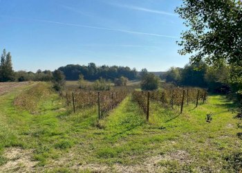 Terreno - Terreno agricolo via dei Partigiani, 5/a, Valeggio sul Mincio - foto 10