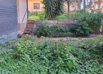 Giardino - Villa via Ettore Riola, San Giorgio del Sannio - foto 14