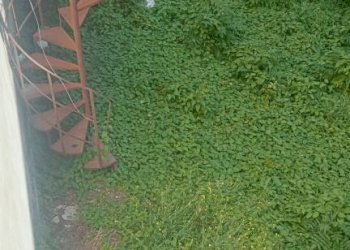 Giardino - Villa via Ettore Riola, San Giorgio del Sannio - foto 25