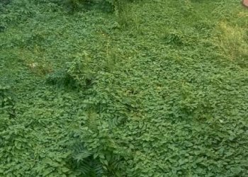 Giardino - Villa via Ettore Riola, San Giorgio del Sannio - foto 34