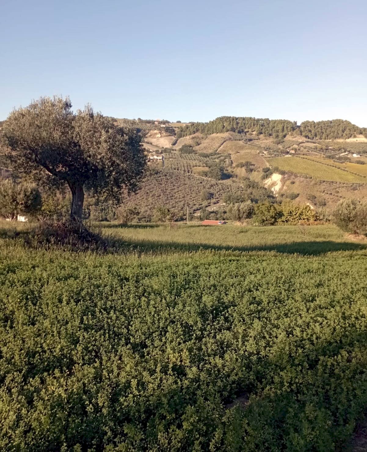 Foto 1 - Agricultural land Contrada Colle Sant Angelo, Monteprandone - photo 1