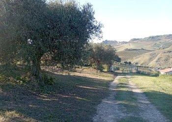 Foto 4 - Terreno agricolo Contrada Colle Sant Angelo, Monteprandone - foto 4