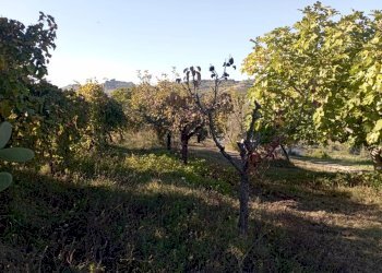 Foto 5 - Terreno agricolo Contrada Colle Sant Angelo, Monteprandone - foto 5