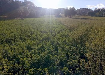 Foto 6 - Terreno agricolo Contrada Colle Sant Angelo, Monteprandone - foto 6