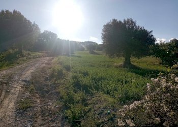 Foto 7 - Terreno agricolo Contrada Colle Sant Angelo, Monteprandone - foto 7