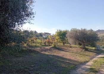 Foto 9 - Terreno agricolo Contrada Colle Sant Angelo, Monteprandone - foto 9