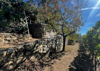 Terreno agricolo Stada Isola, Ceriana - foto 7