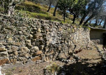 Terreno agricolo Stada Isola, Ceriana - foto 9