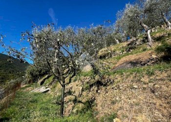 Terreno agricolo Stada Isola, Ceriana - foto 10