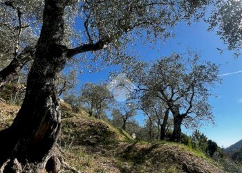 Terreno agricolo Stada Isola, Ceriana - foto 14