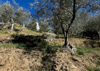 Terreno agricolo Stada Isola, Ceriana - foto 16
