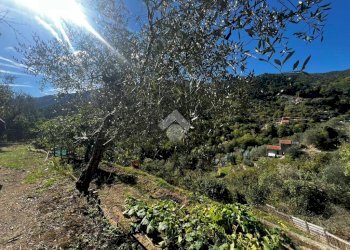 Terreno agricolo Stada Isola, Ceriana - foto 21