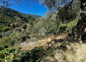Terreno agricolo Stada Isola, Ceriana - foto 23