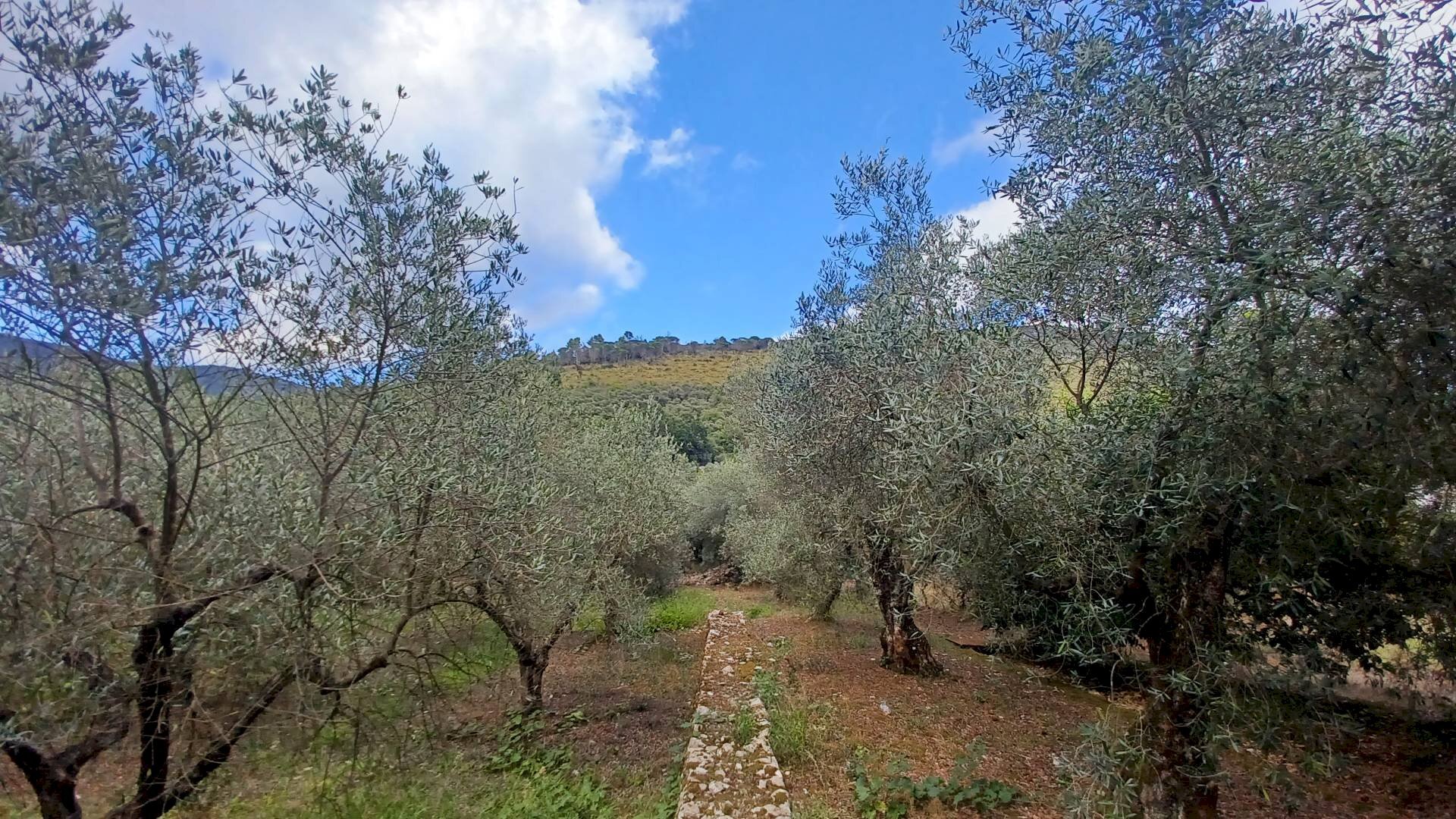 Foto 1 - Terreno agricolo Valle Castagna, Sonnino - foto 1